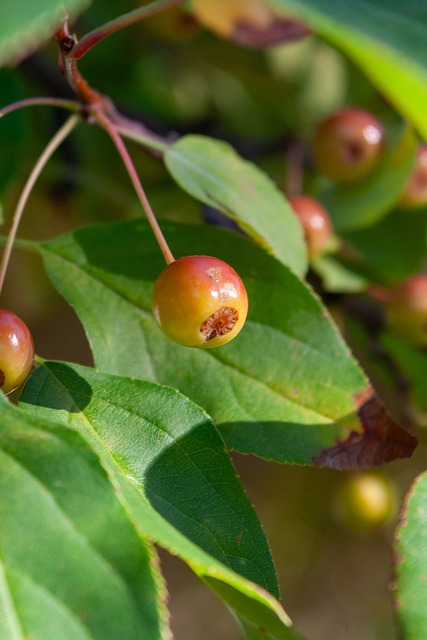 分析得分和 分析得分和
