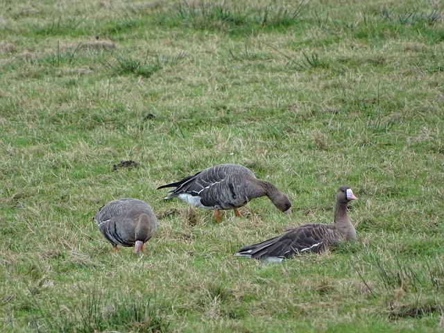 他不仅是团 他不仅是团